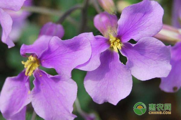 大叶女贞四季变化特点与园林价值分析-绿源新宇生物有机肥官网 大叶女贞四季变化特点与园林价值分析-绿源新宇生物有机肥官网