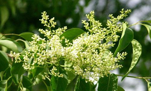 大叶女贞四季变化特点与园林价值分析-绿源新宇生物有机肥官网