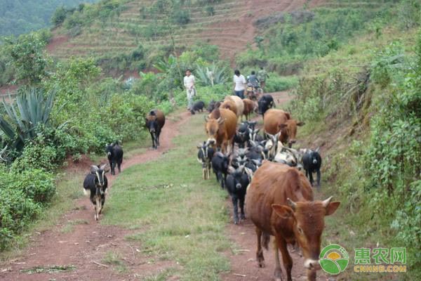 辣椒种植技术要点详解：从育苗移栽到田间管理全流程指南-绿源新宇生物有机肥官网