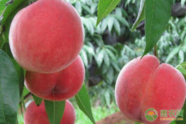 创意农业发展模式解析:日本荷兰成功经验与中国发展路径-绿源新宇生物有机肥官网 创意农业发展模式解析:日本荷兰成功经验与中国发展路径-绿源新宇生物有机肥官网