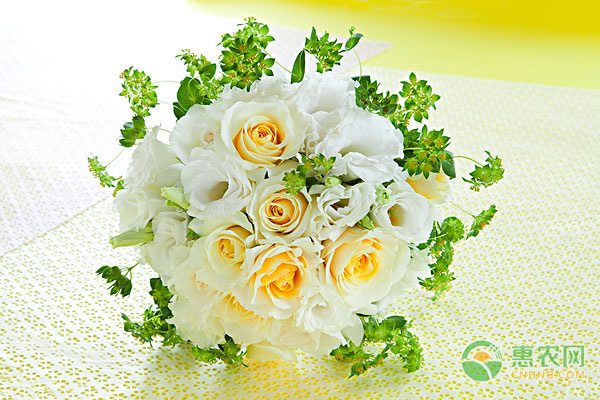 谨防生芸豆食物中毒，彻底煮熟才能安全食用-绿源新宇生物有机肥官网