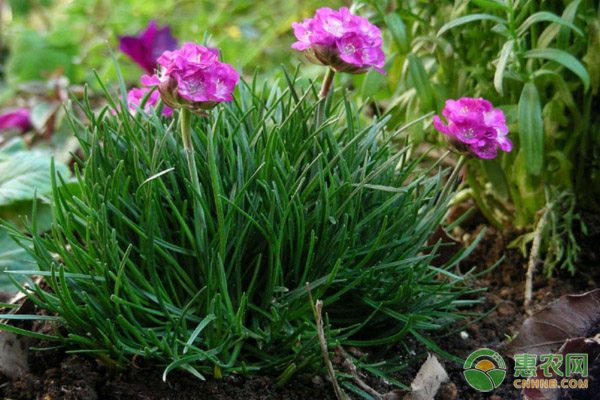 越冬大葱栽培技术要点详解-绿源新宇生物有机肥官网 越冬大葱栽培技术要点详解-绿源新宇生物有机肥官网