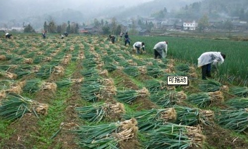 越冬大葱栽培技术要点详解-绿源新宇生物有机肥官网