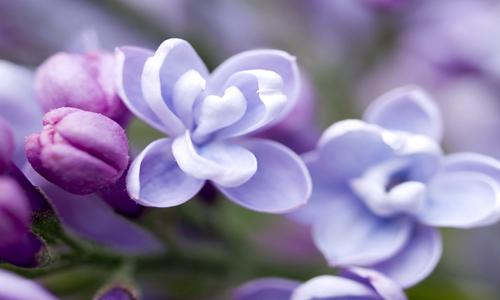 丁香花的多重价值与应用，从观赏植物到药用香料的全面解析-绿源