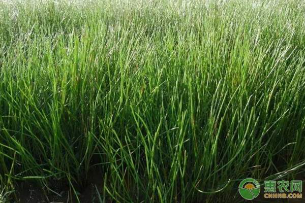 农产品批发市场规模与发展现状分析-绿源新宇生物有机肥官网 农产品批发市场规模与发展现状分析-绿源新宇生物有机肥官网