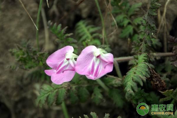 丁香花的多重价值与应用,从观赏植物到药用香料的全面解析-绿源新宇生物有机肥官网 丁香花的多重价值与应用,从观赏植物到药用香料的全面解析-绿源新宇生物有机肥官网