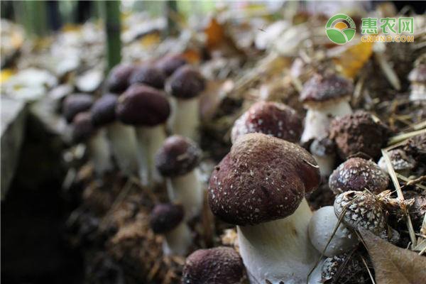 大蒜种植致富经:按头卖1.5元,亩收入达1.5万元-绿源新宇生物有机肥官网 大蒜种植致富经:按头卖1.5元,亩收入达1.5万元-绿源新宇生物有机肥官网