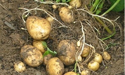 青藏高原马铃薯种植合作社通过网络平台解决销售难题实现丰收增收