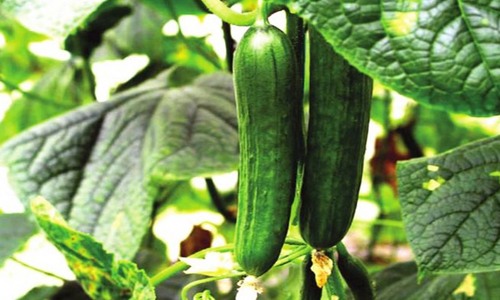 黄瓜嫁接苗培育技术要点 提高成活率的关键管理措施-绿源新宇生