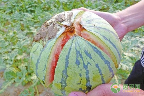 网络农产品交易陷阱多发 农民需警惕三类诈骗手段-绿源新宇生物有机肥官网 网络农产品交易陷阱多发 农民需警惕三类诈骗手段-绿源新宇生物有机肥官网