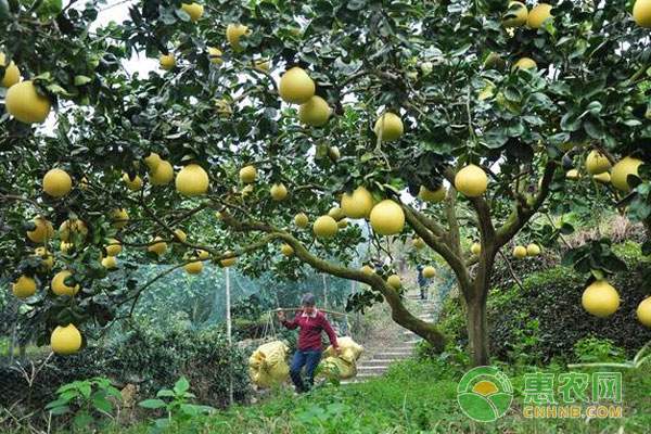 农产品交易网发展机遇与挑战并存 电商化趋势下农业转型面临四大难题-绿源新宇生物有机肥官网 农产品交易网发展机遇与挑战并存 电商化趋势下农业转型面临四大难题-绿源新宇生物有机肥官网
