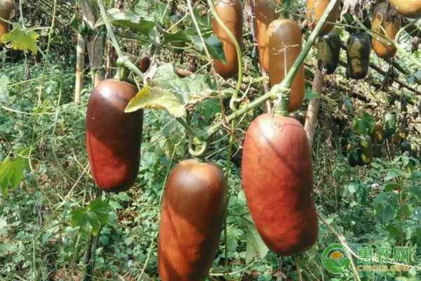 黄瓜嫁接苗培育技术要点 提高成活率的关键管理措施-绿源新宇生物有机肥官网