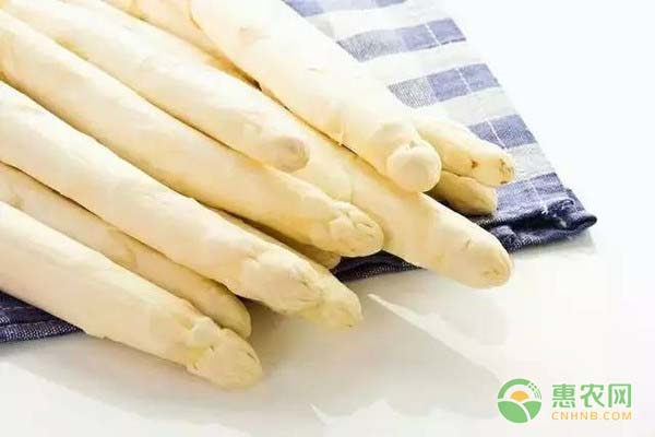 浙大茭白品种栽培技术要点及高产管理方法-绿源新宇生物有机肥官网