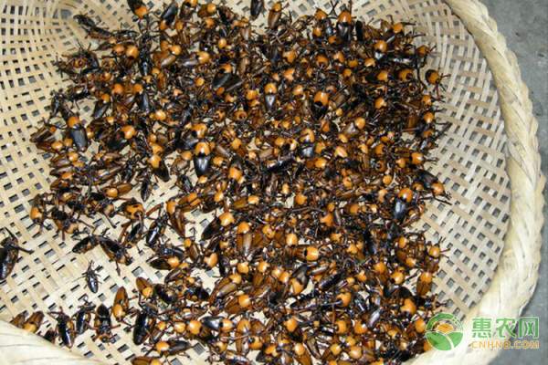 水杉植物活化石的珍贵价值与保护现状-绿源新宇生物有机肥官网