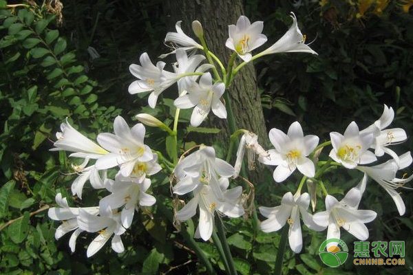 农产品批发与零售价格差异分析 黄豆交易方式对比-绿源新宇生物有机肥官网 农产品批发与零售价格差异分析 黄豆交易方式对比-绿源新宇生物有机肥官网