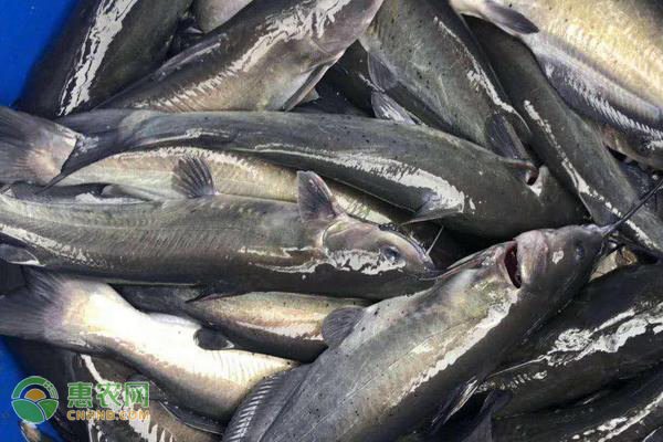 日本西兰花品种出口东南亚年赚7000万，农户致富有门路-绿源新宇生物有机肥官网