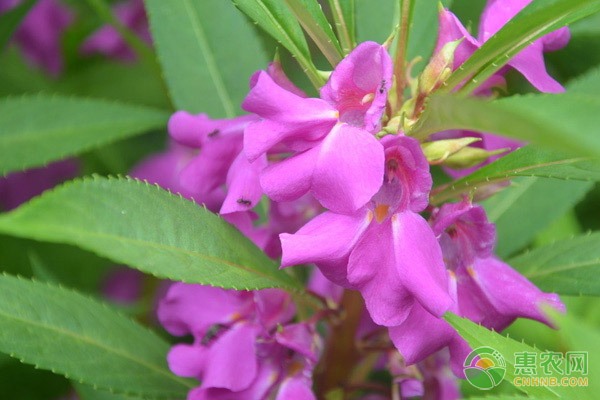 白沙枇杷南产北销新突破 农产品电商助力产地直销全国市场-绿源新宇生物有机肥官网