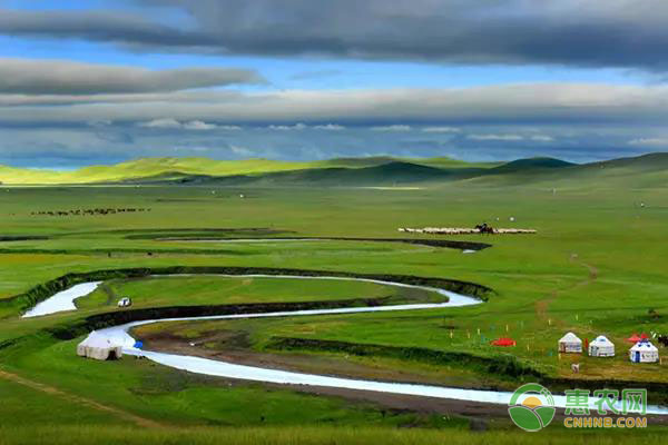 核桃嫁接最佳时间及接后管理技术要点-绿源新宇生物有机肥官网