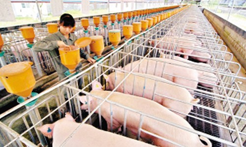 辽宁省生猪规模养殖场获9480万投资 辽宁省生猪规模养殖场获9480万投资