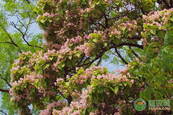 农机调节器“四查”除故障