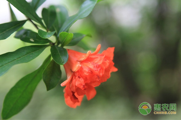 2013年第43周国内外农产品市场动态