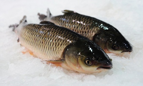 2013年第43周国内外农产品市场动态 2013年第43周国内外农产品市场动态