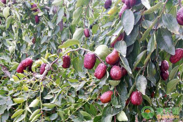 浙江长兴泗安镇华丽转身 苗木产业引领绿色经济腾飞-绿源新宇生物有机肥官网