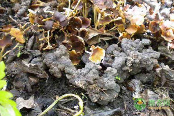 兴业县推广测土配方施肥技术助力清洁田园建设-绿源新宇生物有机肥官网 兴业县推广测土配方施肥技术助力清洁田园建设-绿源新宇生物有机肥官网