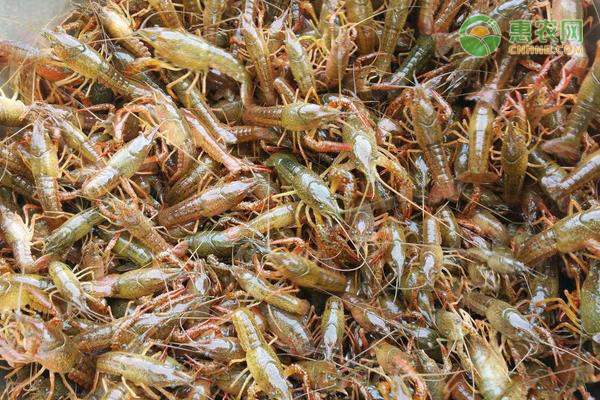 北方冬麦区降雨缓解旱情 小麦播种出苗需加强田管措施-绿源新宇生物有机肥官网