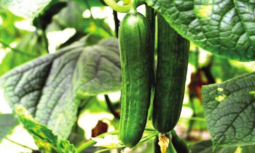 冬季黄瓜种植防寒技术要点，覆盖薄膜浇水施肥提升抗寒能力-绿源