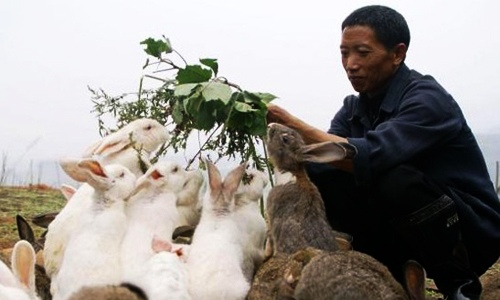 养兔八大禁忌注意事项，避免连续血配和盲目用药-绿源新宇生物有