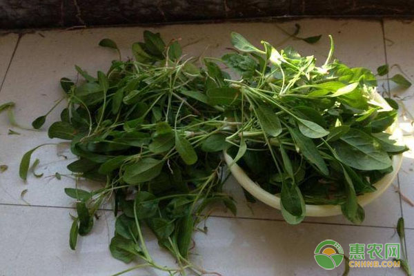 小麦种子质量承诺制全面实施，保障农业生产安全-绿源新宇生物有机肥官网