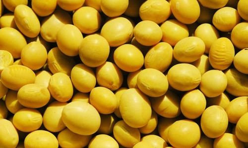 中国大豆进口量持续攀升 国内产量下降需求增长-绿源新宇生物有