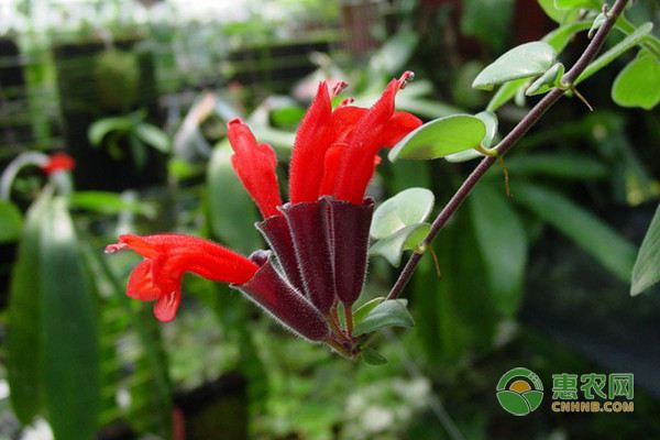 龙柏养护管理技术要点：施肥浇水病虫害防治方法-绿源新宇生物有机肥官网