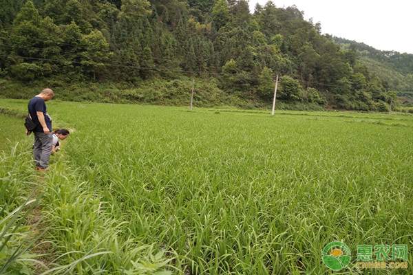 农业法修订强化技术推广服务体系建设-绿源新宇生物有机肥官网