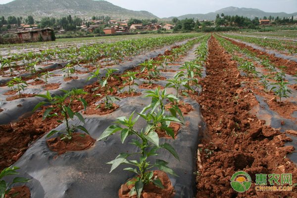 石榴绿枝扦插繁殖技术要点及苗期管理方法-绿源新宇生物有机肥官网