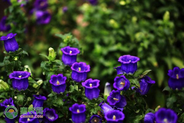 老花农触网转型 网络销售让花卉贸易突破地域限制-绿源新宇生物有机肥官网