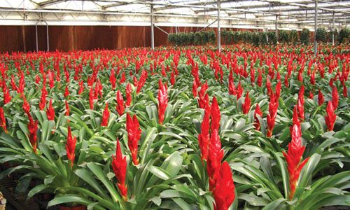 老花农触网转型 网络销售让花卉贸易突破地域限制-绿源新宇生物