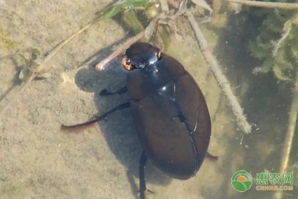 全国农产品质量安全监测合格率达97%以上，农业部严查违规用药问题-绿源新宇生物有机肥官网