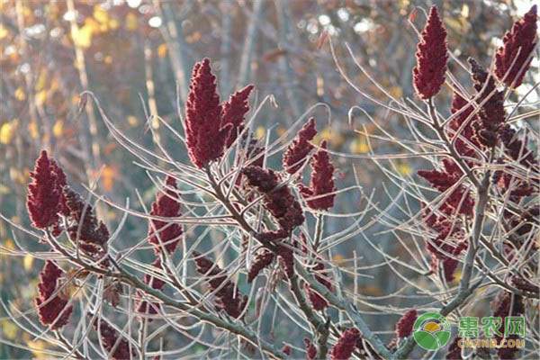冻熟对虾包冰率超30%成行业潜规则，消费者权益受侵害可投诉维权-绿源新宇生物有机肥官网