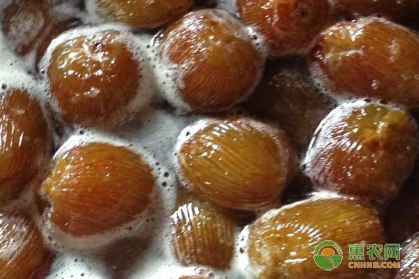 枣树裂果原因分析及综合防治技术要点-绿源新宇生物有机肥官网