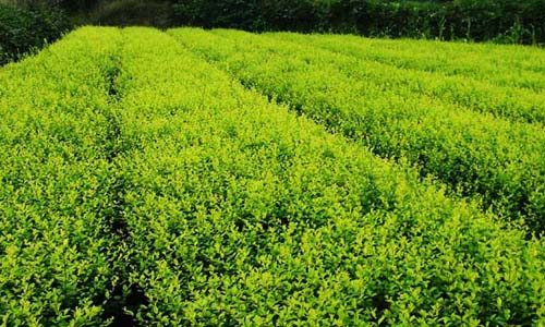 电商助力花木产业转型 网络营销破解传统销售困局-绿源新宇生物