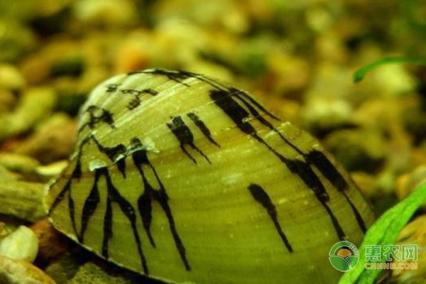 大棚韭菜灰霉病防治方法，温湿条件下的病害防控技术-绿源新宇生物有机肥官网