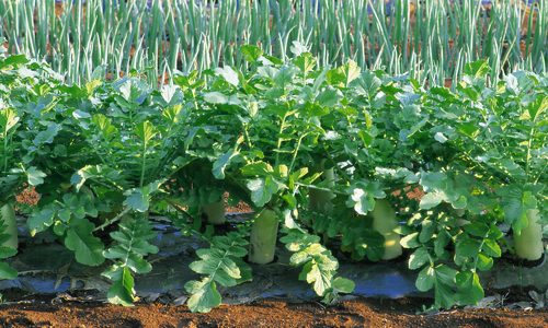 农民借网络平台卖菜致富，蔬菜销售渠道实现新突破-绿源新宇生物