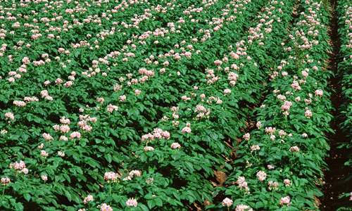 岚县马铃薯产业规模化发展助力农民增收 经济效益显著提升-绿源