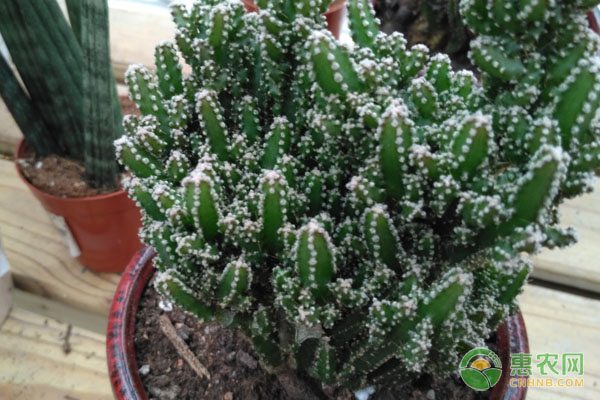 合肥市2012年度园林绿化广玉兰奖揭晓 16个项目获殊荣-绿源新宇生物有机肥官网