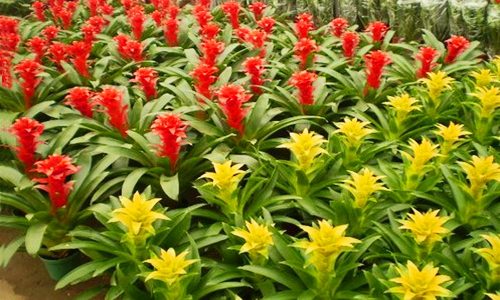 合肥市2012年度园林绿化广玉兰奖揭晓 16个项目获殊荣-绿