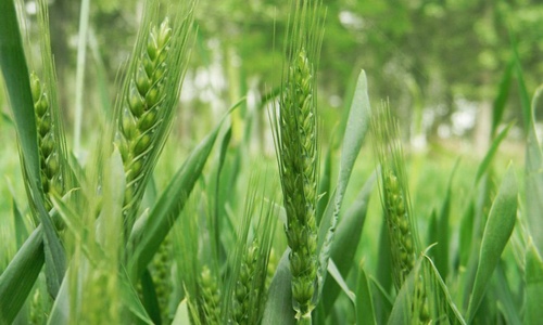 农业部启动小麦播种出苗调查 抗旱保苗技术指导全面展开-绿源新