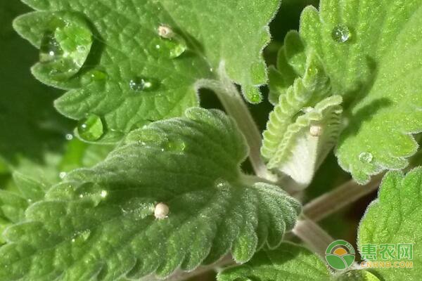 农业部启动小麦播种出苗调查 抗旱保苗技术指导全面展开-绿源新宇生物有机肥官网