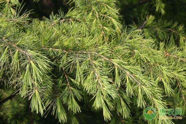 苹果腐烂病早春防治技术要点，清园刮治双管齐下-绿源新宇生物有机肥官网